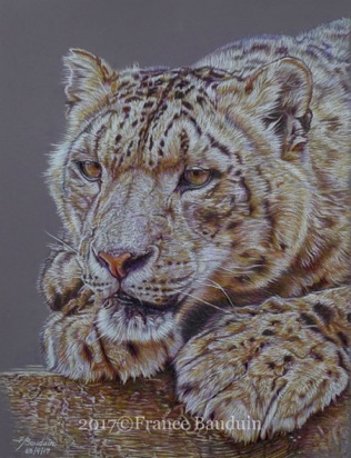 Snow Leopard - 25.5 hours
Aubergine Colourfix Smooth
11.5" x 8.5"
Ref: My own photo Snow Leopard - 25.5 hours
Aubergine Colourfix Smooth
11.5" x 8.5"
Ref: My own photo